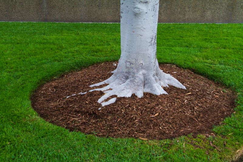 Mulched Tree Bases